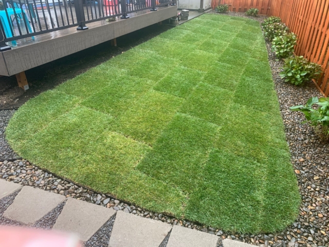 New Sod Lawns