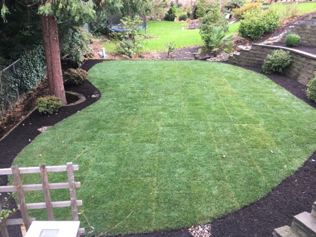 New Sod Lawns