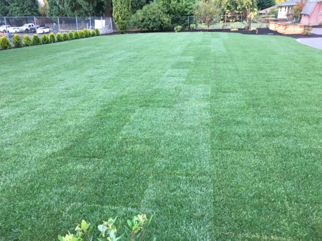 New Sod Lawns