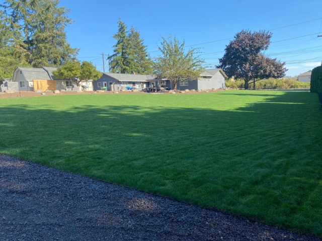 New Sod Lawns