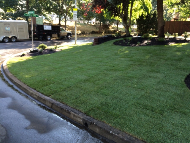 New Sod Lawns